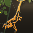 Flight of the Gibbon Zip Line Tours.