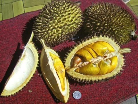 Durian i hel tilstand og skåret op. Ophavsret: W.A. Djatmiko, frigivet under Creative Commons 3.0, http://creativecommons.org/licenses/by-sa/3.0/deed.da. Durian
