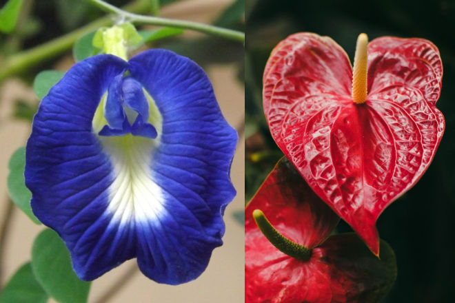 Haven har flere forskellige slags erotiske blomster. Ophavsret på de to billeder: se kildekoden. Orkide og flamingoblomst