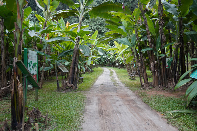Banana Avenue
