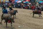 Kvægløb i Chonburi