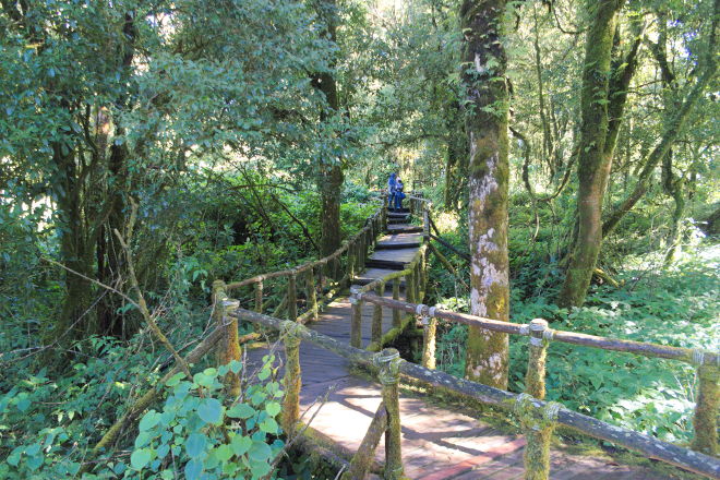 Natursti på Doi Inthanon