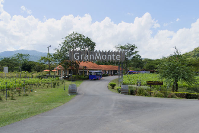 GranMonte Vineyard