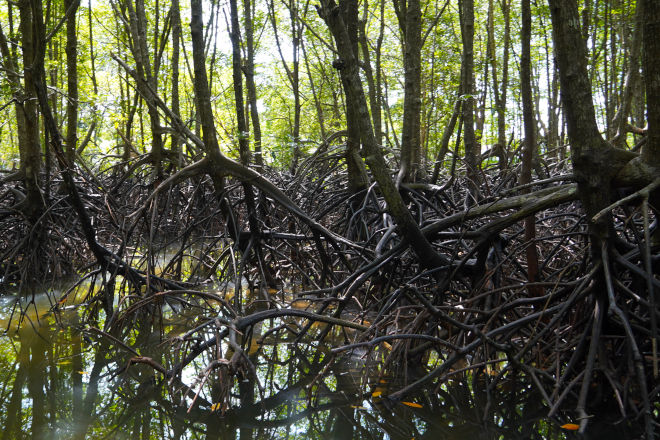 Mangrove-skov