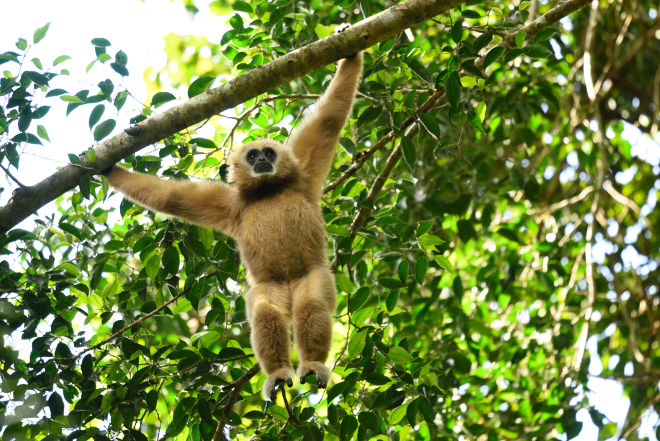 Gibbonabe